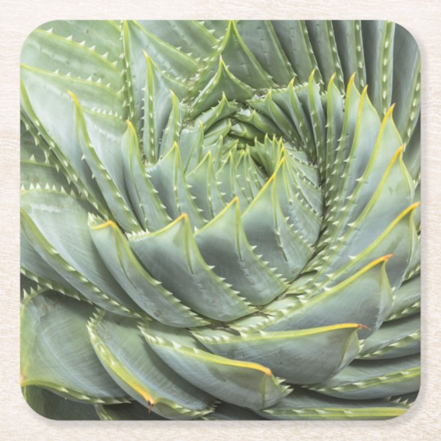 A Green & White Succulent Square Paper Coaster (Front)