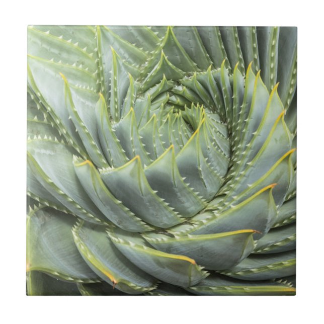 A Green & White Succulent Tile (Front)