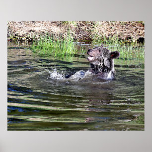 A Grizzly Bear playing in the water Poster