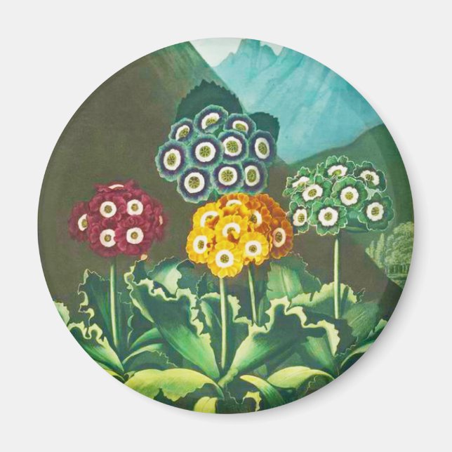 A Group of Auriculas Magnet (Front)