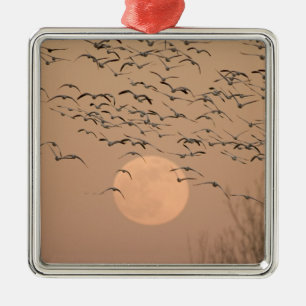 A group of migratory snow geese, Grus Metal Ornament