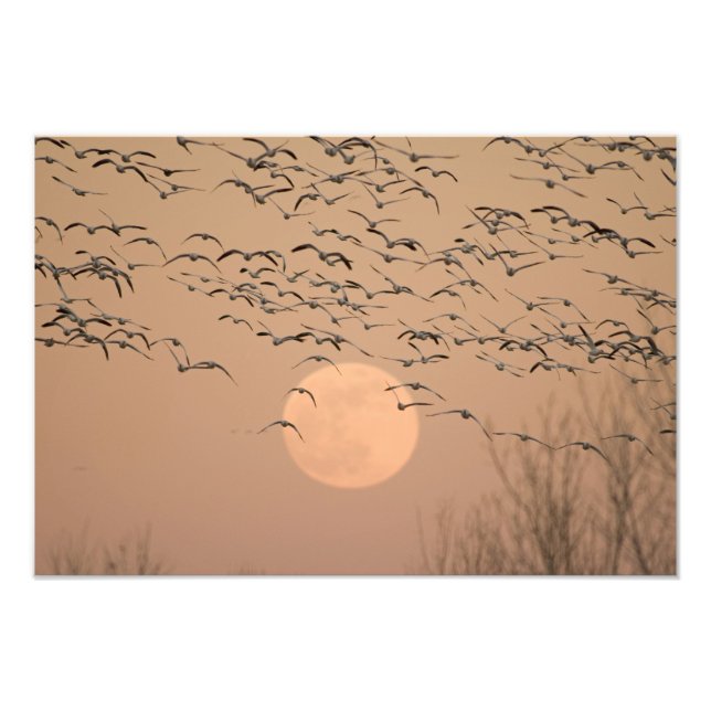 A group of migratory snow geese, Grus Photo Print (Front)