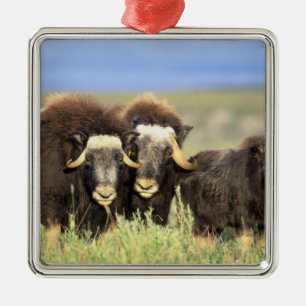 A group of muskoxen browse on willow shrubs on metal ornament