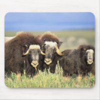 A group of muskoxen browse on willow shrubs on