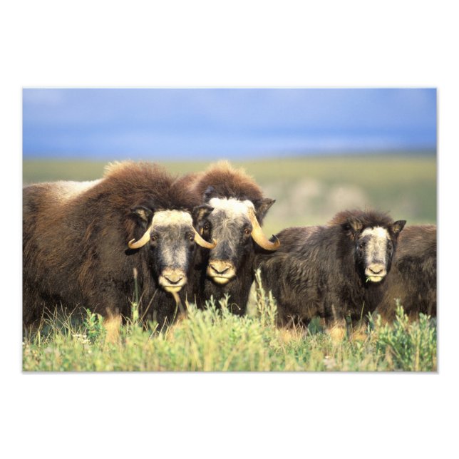 A group of muskoxen browse on willow shrubs on photo print (Front)