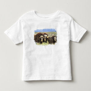 A group of muskoxen browse on willow shrubs on toddler t-shirt