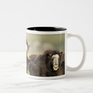 A group of muskoxen browse on willow shrubs on Two-Tone coffee mug