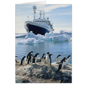 A Group Of Penguins Standing On An Icy Beach