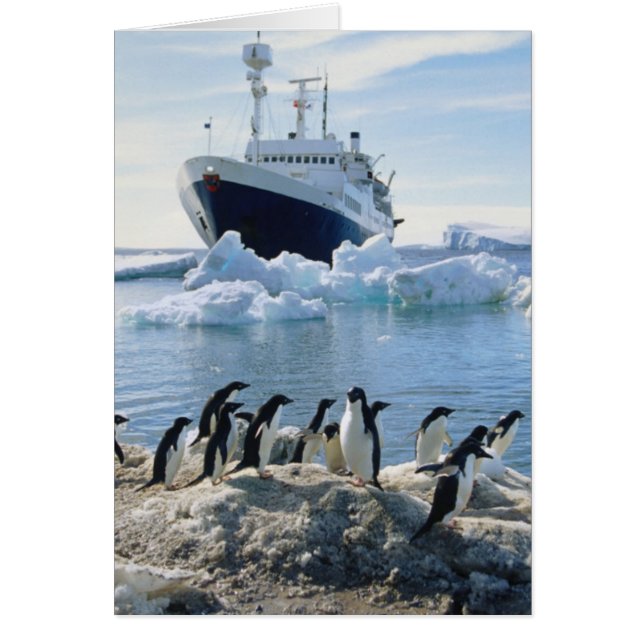 A Group Of Penguins Standing On An Icy Beach (Front)