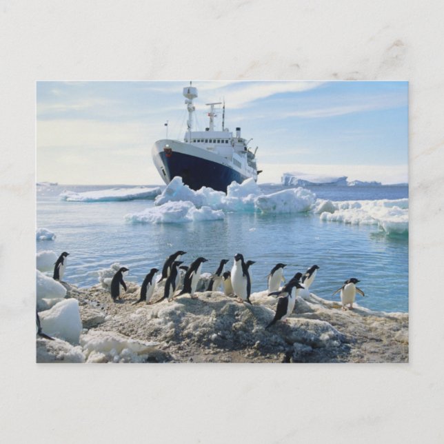 A Group Of Penguins Standing On An Icy Beach Postcard (Front)