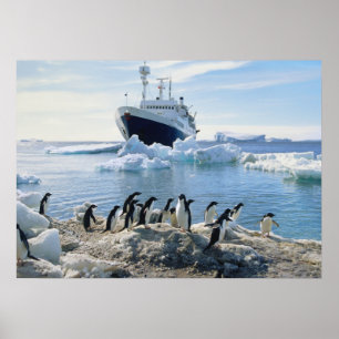 A Group Of Penguins Standing On An Icy Beach Poster