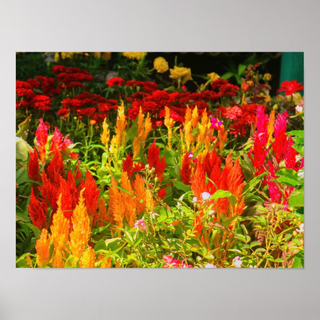 A group of Prince Of Wales Feathers Poster (Front)