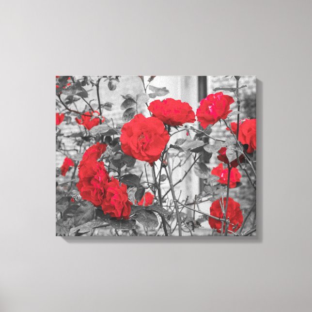 a group of red blooming roses on canvas print (Front)