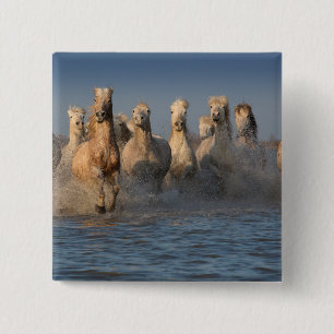 A Group Of White Horses In The Camargue Region 2 Inch Square Button