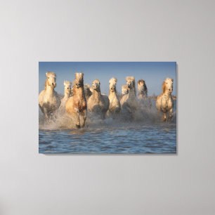A Group Of White Horses In The Camargue Region Canvas Print