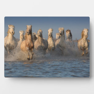 A Group Of White Horses In The Camargue Region Plaque