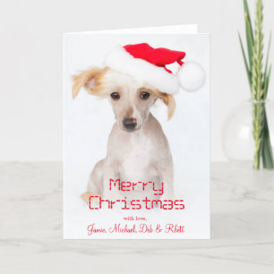 A hairless chinese crested dog holiday card