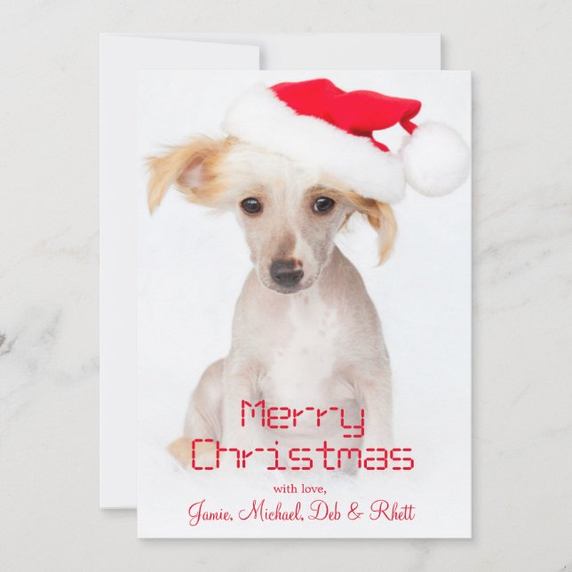 A hairless chinese crested dog holiday card (Front)