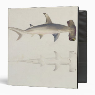 A Hammer-headed Shark, Loheia, formerly attributed Binder