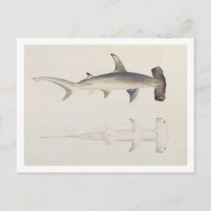 A Hammer-headed Shark, Loheia, formerly attributed Postcard