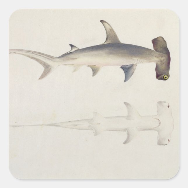 A Hammer-headed Shark, Loheia, formerly attributed Square Sticker (Front)