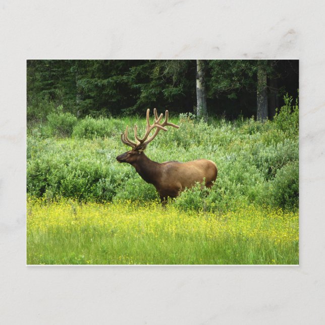 A handsome elk postcard (Front)