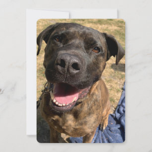 A happy Bull Mastiff cross thank you card