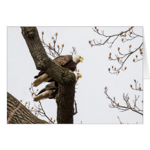A Happy (?) Eagle Couple