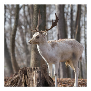 A Happy Little Fallow - Deer Photo Print