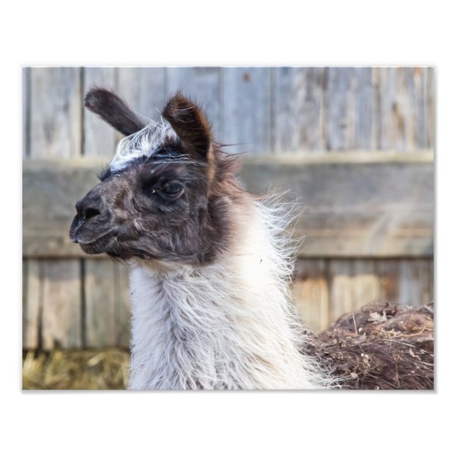 A Happy Llama Photo Print (Front)