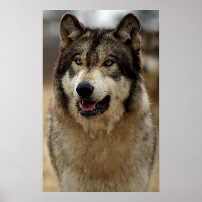 A Happy Wolf Poster (Front)