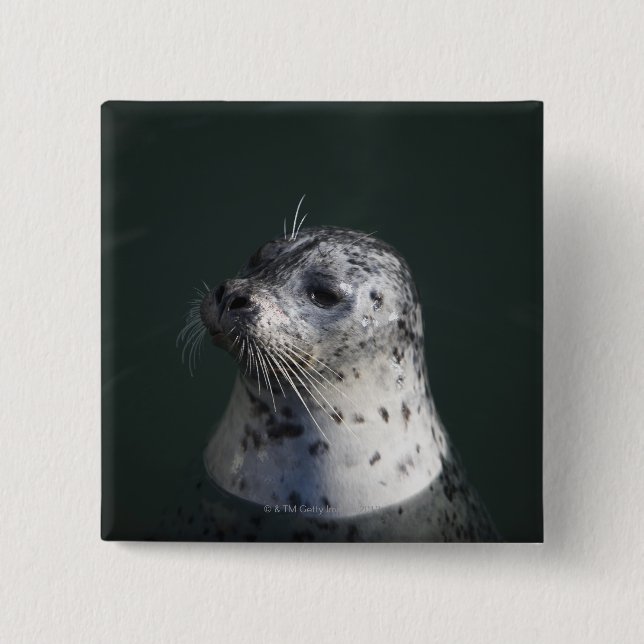 A harbour seal 2 inch square button (Front)