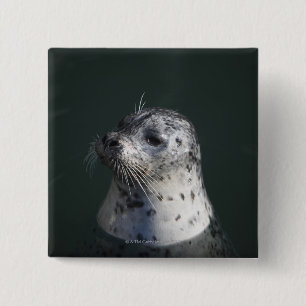A harbour seal 2 inch square button