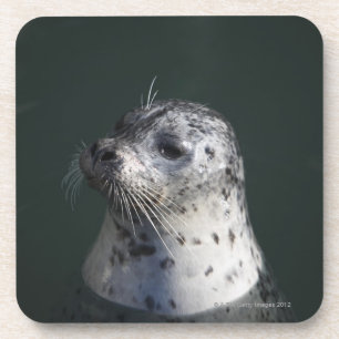 A harbour seal coaster