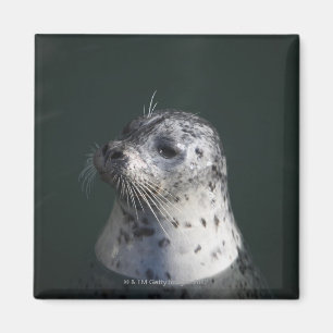 A harbour seal magnet