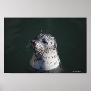 A harbour seal poster
