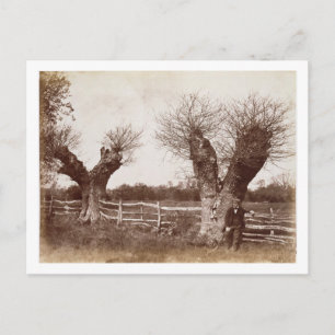 A Hedgerow Tree, 1852 (albumen print) Postcard
