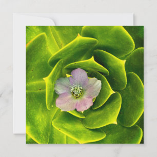 A Hellebore, a Lenten Rose Thank You Card
