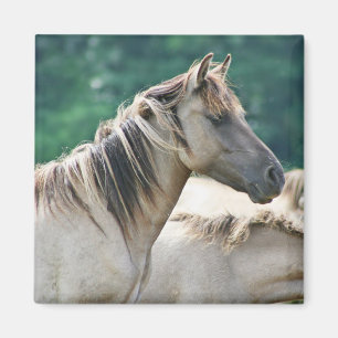 A herd of Brumby Horses from Australia Magnet