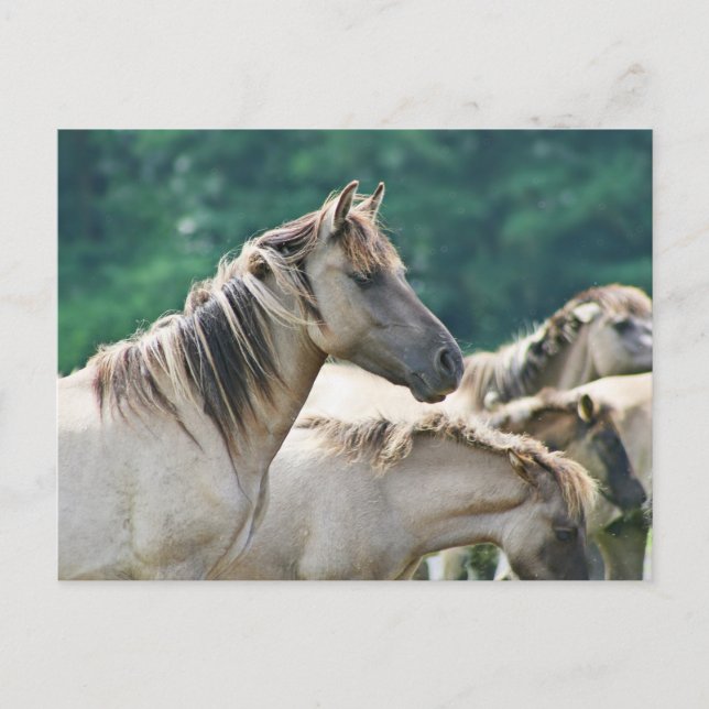A herd of Brumby Horses from Australia Postcard (Front)