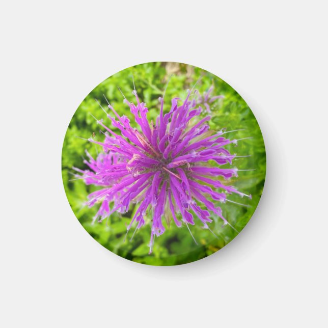 A Hint of Z "Fuschia Burst Floral" magnet (Front)