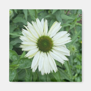 A Hint of Z "White and Green Daisy" magnet