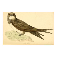 A history of British birds 1863 ALPINE SWIFT