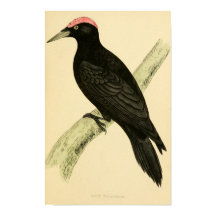 A history of British birds 1863 BLACK WOODPECKER