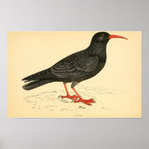 A history of British birds 1863 COUGH Poster