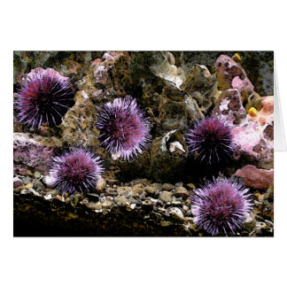 A Horde of Urchins