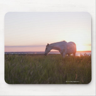 A horse in a field mouse pad