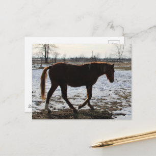 A Horse in Winter Postcard