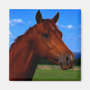 A horse standing proud magnet
