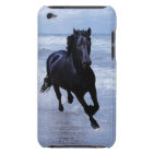 A horse wild and free